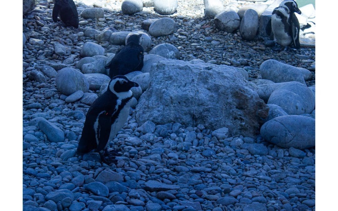 The Penguin Sanctuary Rock Garden